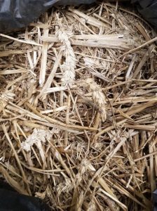 Wheat straw as lignocellulosic waste biomass